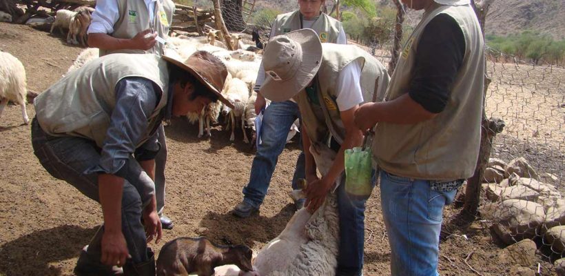 Fortalecimiento y consolidación de las unidades productivas de Cabritos asociadas y articuladas en la unidad de comercialización con enfoque social en las comunidades vecinas al area Caipipendi – Planta Margarita