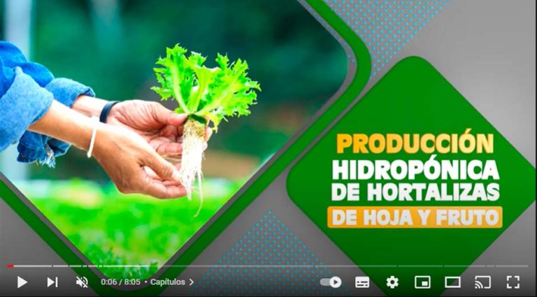 video-tutorial-hidroponica-hoja-frutos