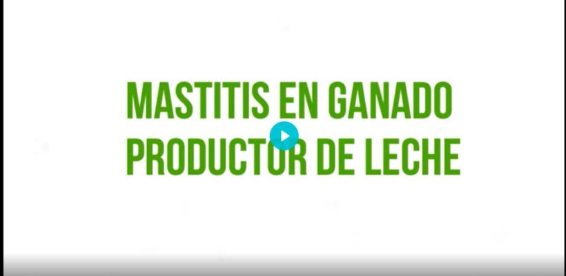 Mastitis en ganado productor de leche