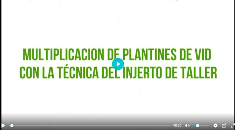 video-tutorial-plantines-vid