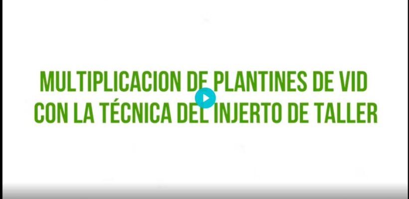 Multiplicación de plantines de vid con la técnica de injerto de taller